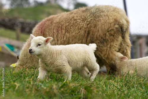 Young lamb