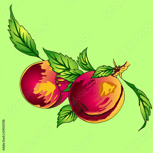 Two peaches with leaves on a branch on a light background
