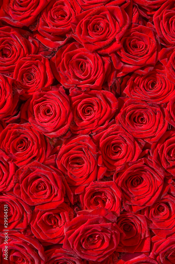 Rote Rosen, Symbol für Liebe, Edelrosen, Hochzeit Stock-Foto | Adobe Stock