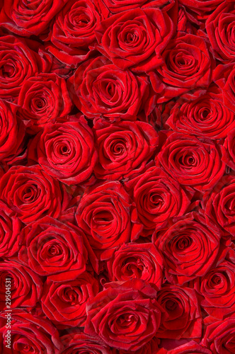 Rote Rosen, Symbol für Liebe, Edelrosen, Hochzeit