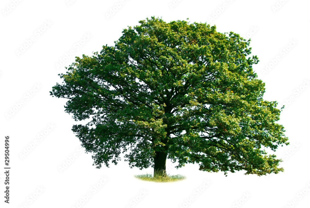 Fototapeta premium Oak tree isolated