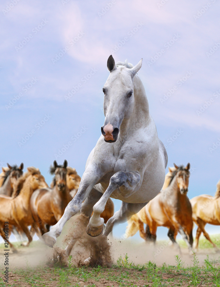 white horse and herd