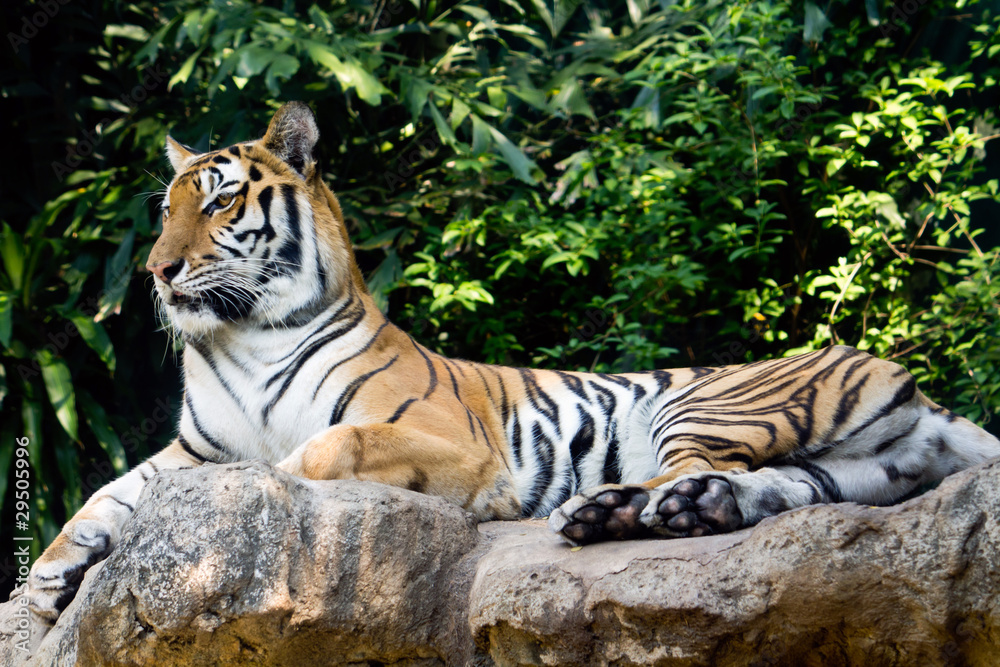 Bengal tiger in a zoo staring at something Bengal tiger in a zoo staring at something