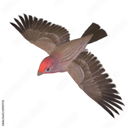 Bird Purple Finch Male. 3D rendering with clipping path and © Ralf Kraft