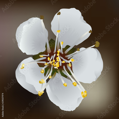 apricot blossom