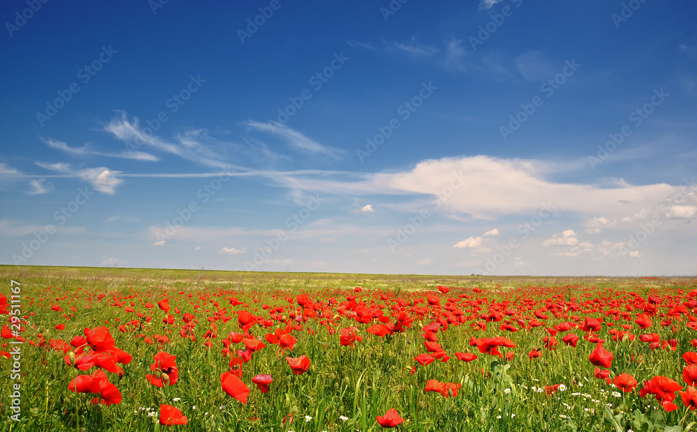 Wild red poppies field under the blue sky