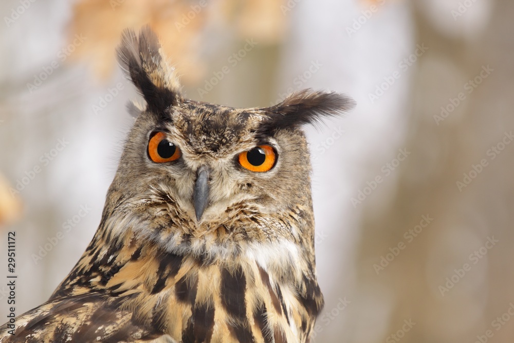 Fototapeta premium Beautiful Eagel owl Bubo Bubo