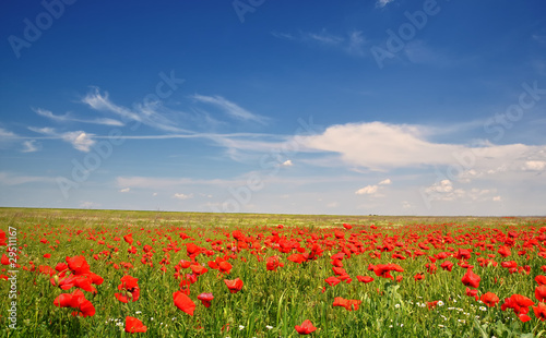 Wild red poppies field under the blue sky
