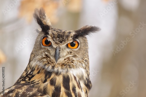 Beautiful Eagel owl Bubo Bubo