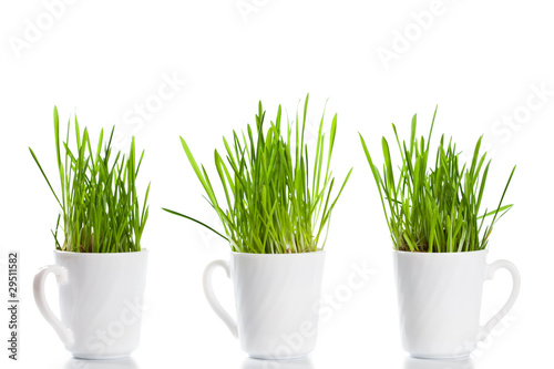 green grass in coffee cups