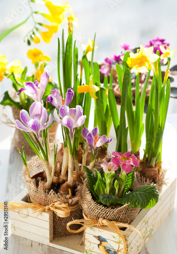 Fototapeta Naklejka Na Ścianę i Meble -  Colorful spring flowers