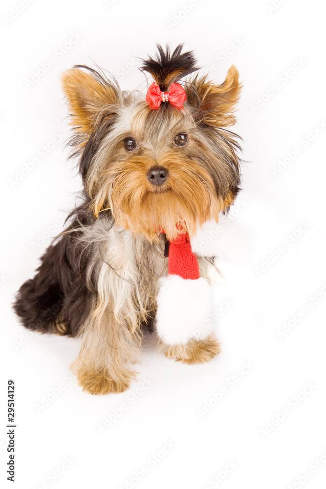 Yorkshire terrier with christmas scarf - dog Yorkshire terrier with christmas scarf - dog