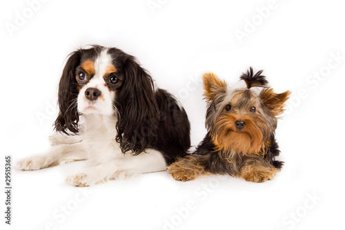 Fotografie Yorkshire terrier and cavalier king charles spaniel - dog