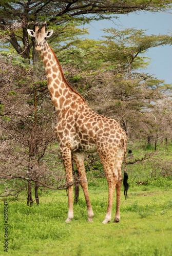 Giraffe © forcdan
