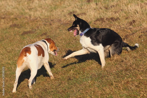 Photography two dogs play fighting