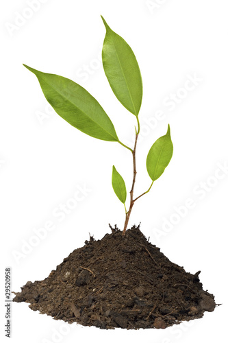 Young tree growing in soil isolated