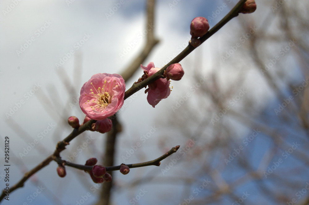 FLOWER6