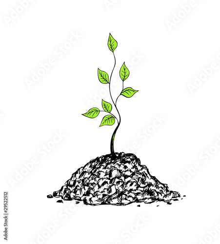tree sapling
