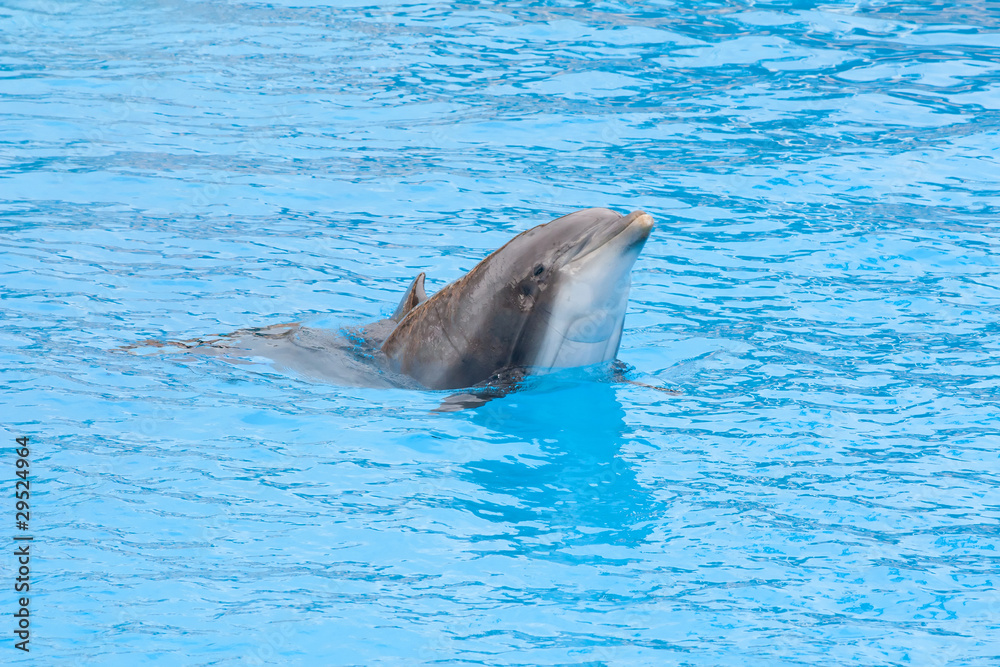 Naklejka premium Bottlenose dolphin