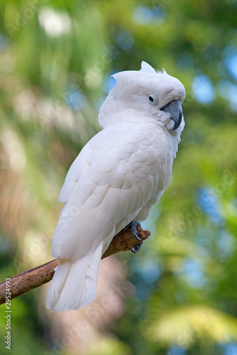 yellow crested australian white cockatoo photo