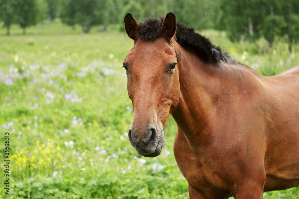 Beautiful horse