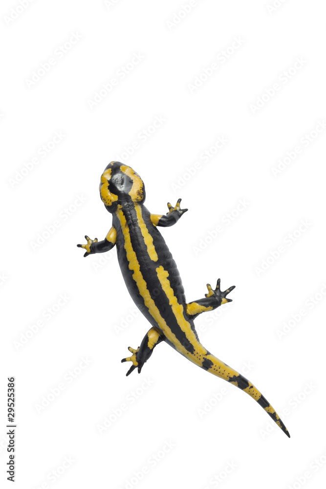 Obraz premium Beautiful salamander on white.