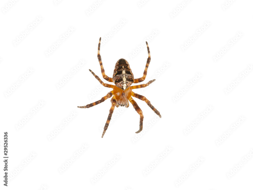 Cross spider
