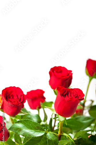 Flowers - red roses on white background