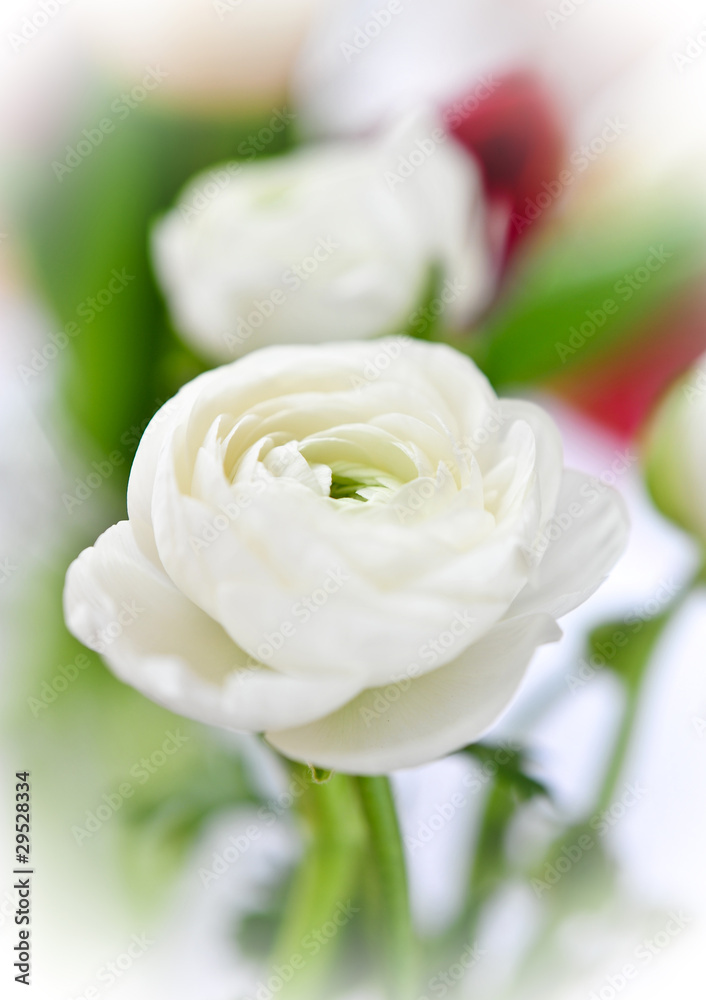 Obraz premium biały Jaskier