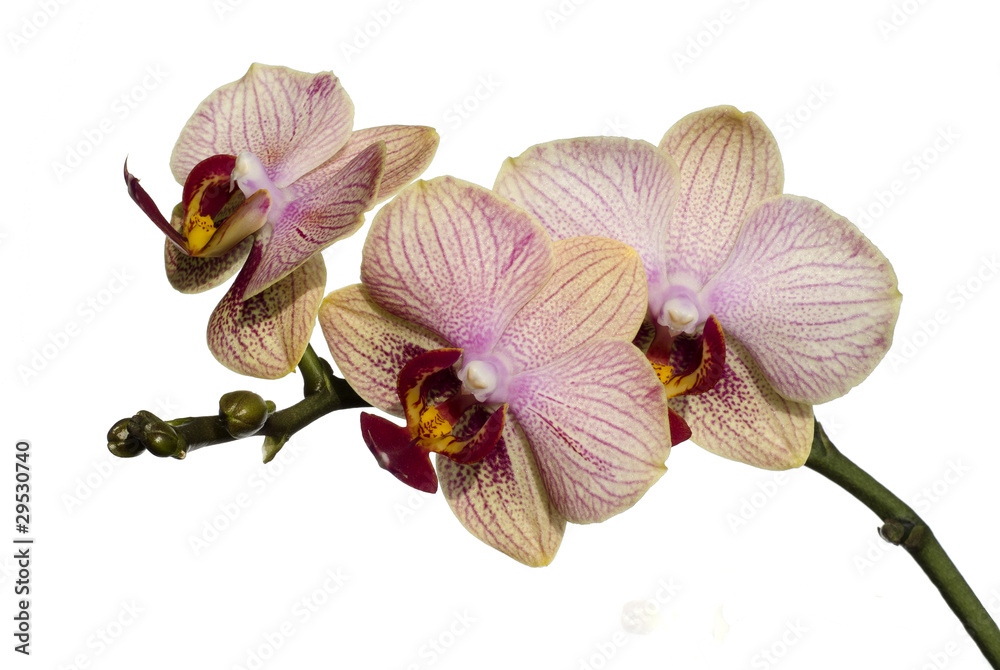 Obraz premium Phalaenopsis orchid isolated on white