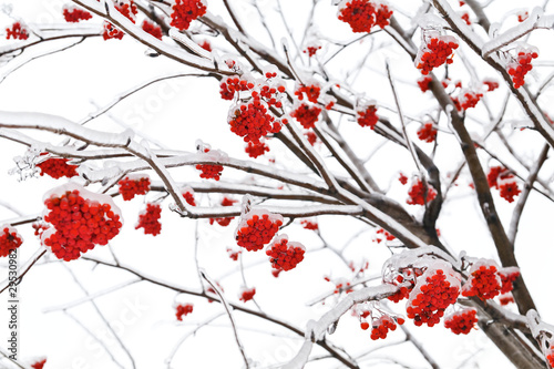 Branches of mountain ash
