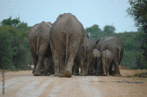 Photography elephants