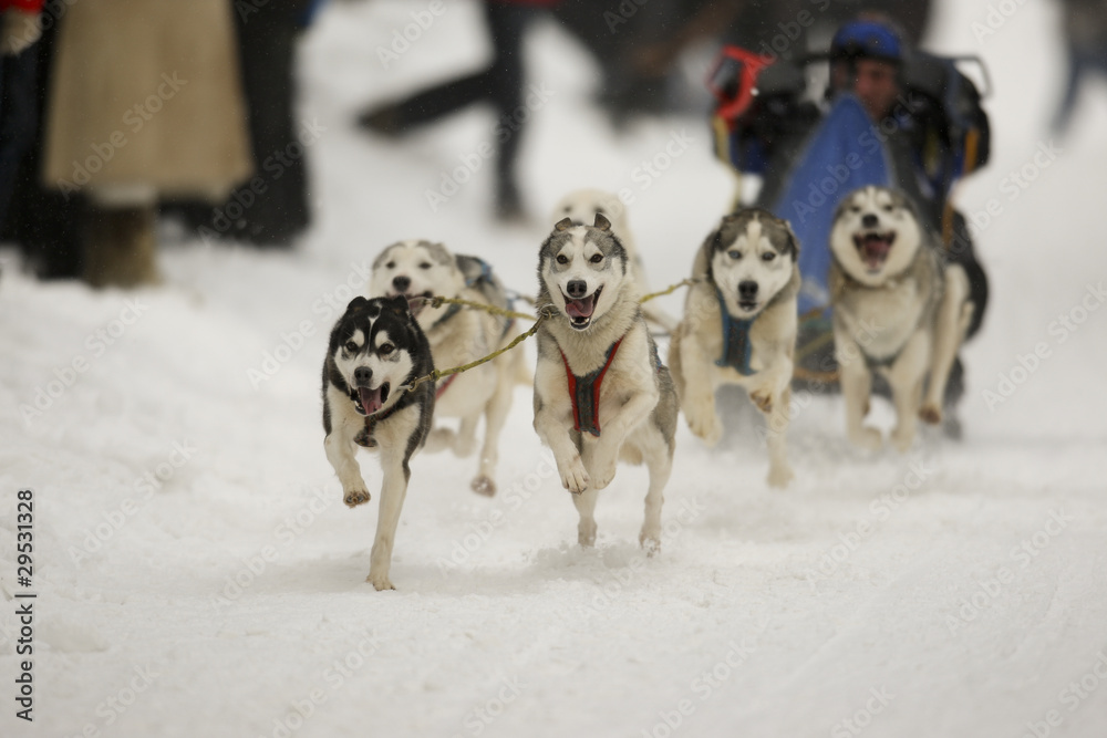 Schlittenhunderennen