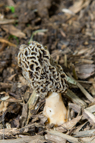 Morel Mushroom Growing in Bark Mulch