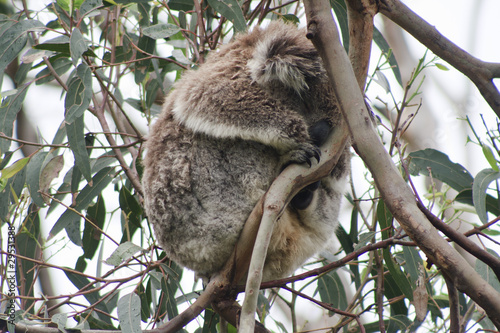 Cute koala bear having a snooze