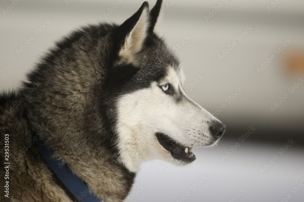 Fototapeta premium Schlittenhunderennen