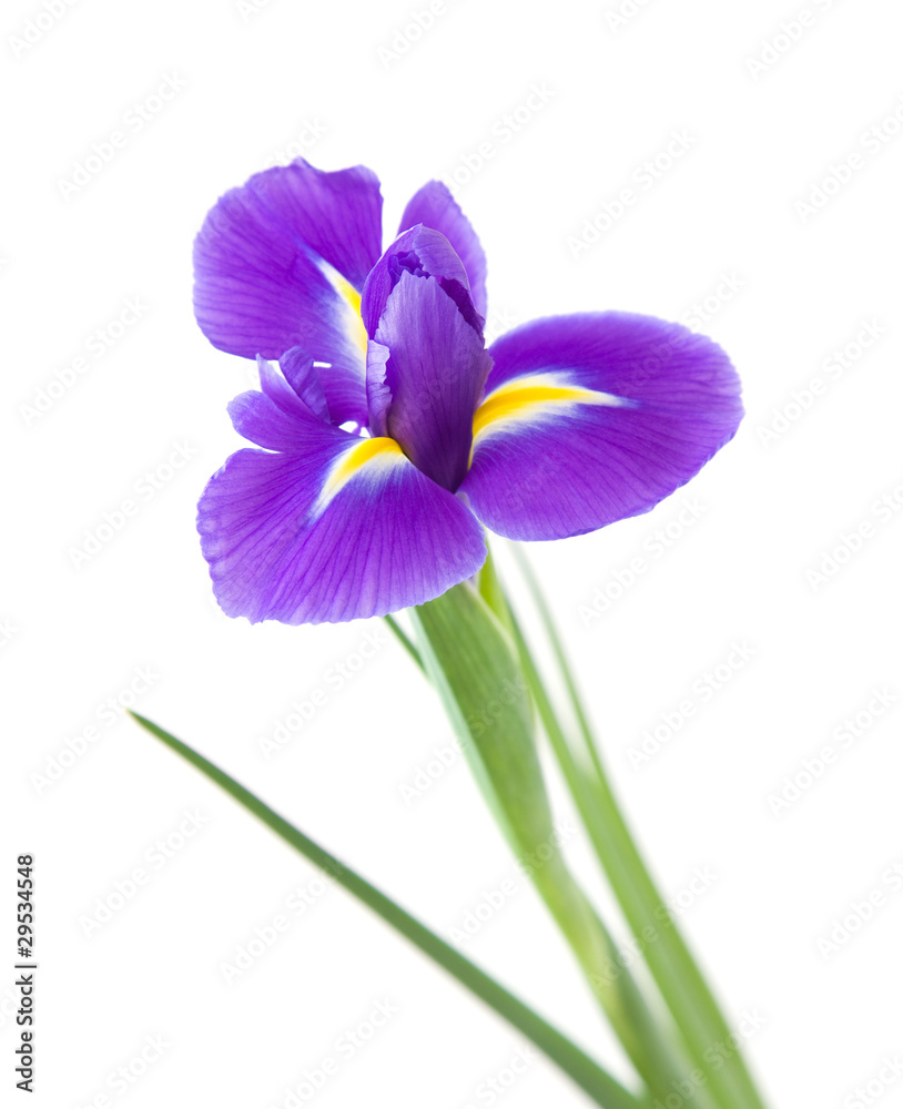 beautiful dark purple iris flower isolated on white background;