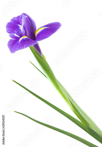 beautiful dark purple iris flower isolated on white background 