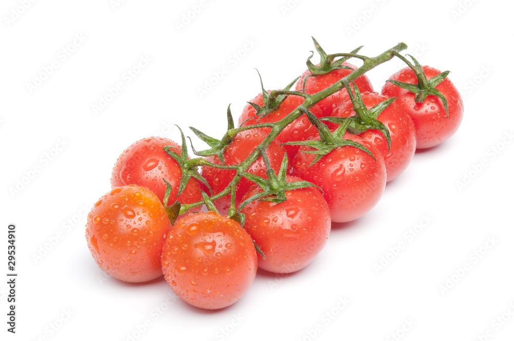 Cherry tomatoes on the branch with water drops Cherry tomatoes on the branch with water drops