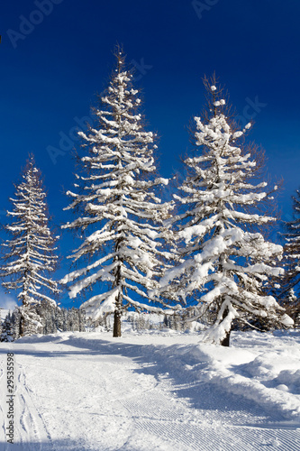 Drei schneebedeckte Tannen