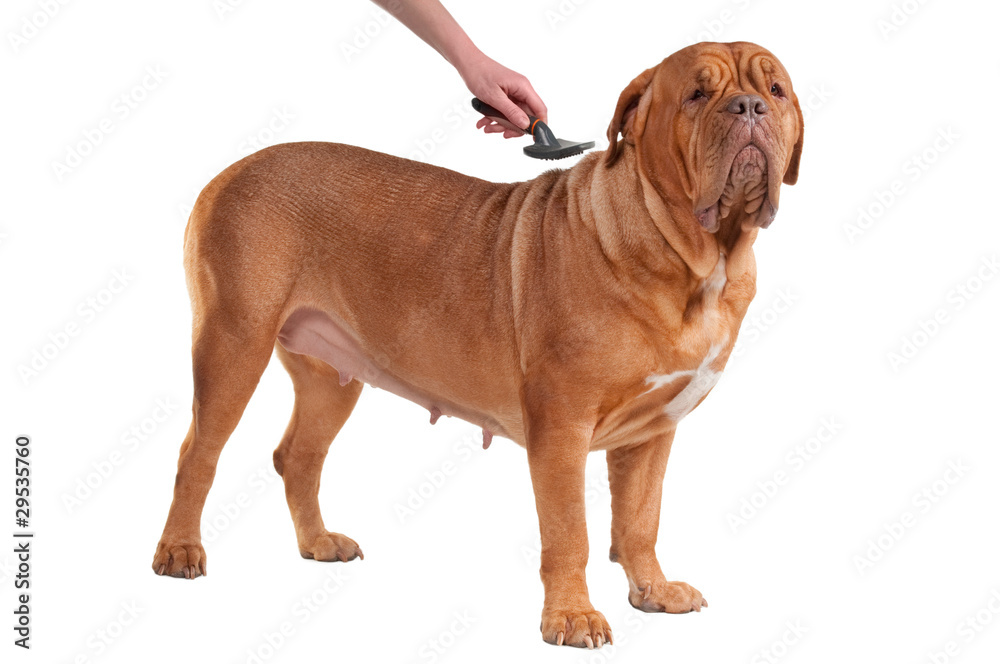 Taking care of a huge short-haired dog isolated on white Taking care of a huge short-haired dog isolated on white