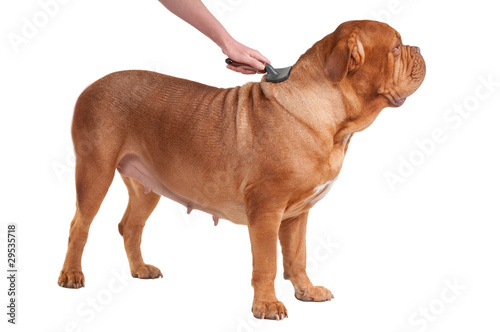 Dog of Dogue De Bordeaux breed under maintenance isolated