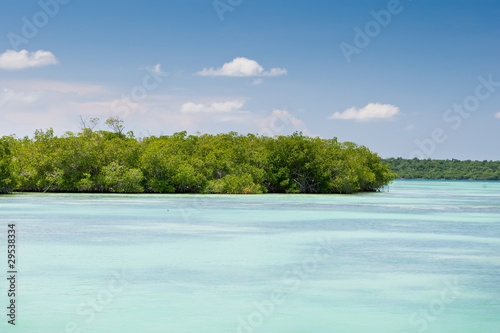 Mangrove green forest in a blue ocean in summer © Alexander Kosarev
