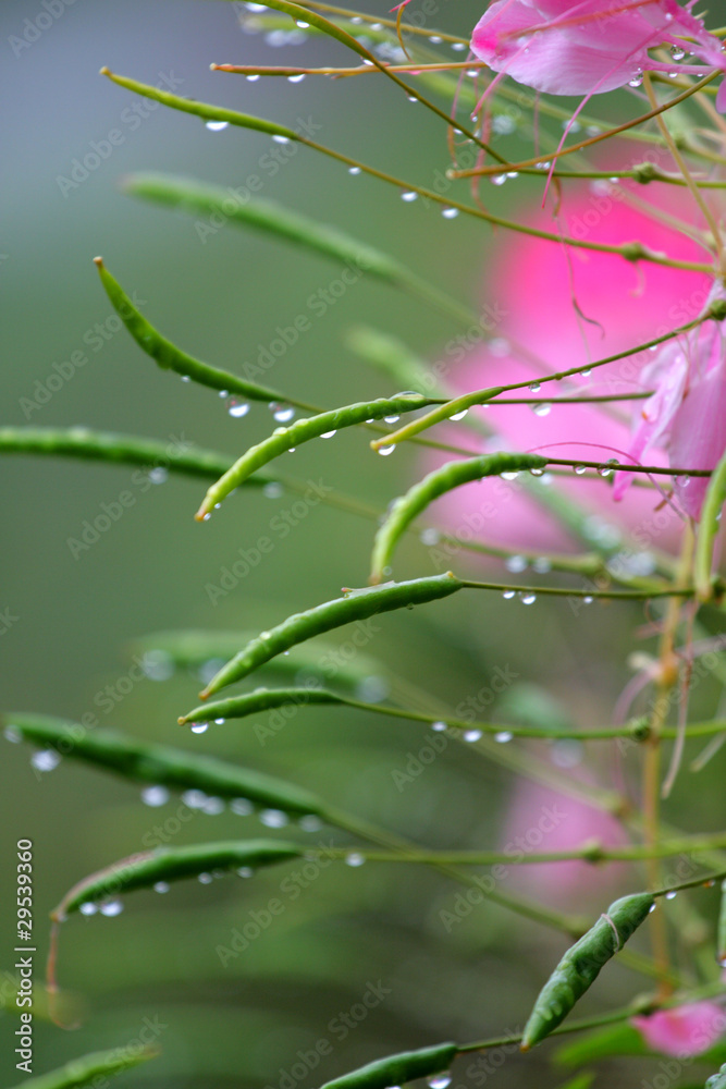Mountain dew and flower.. Mountain dew and flower..