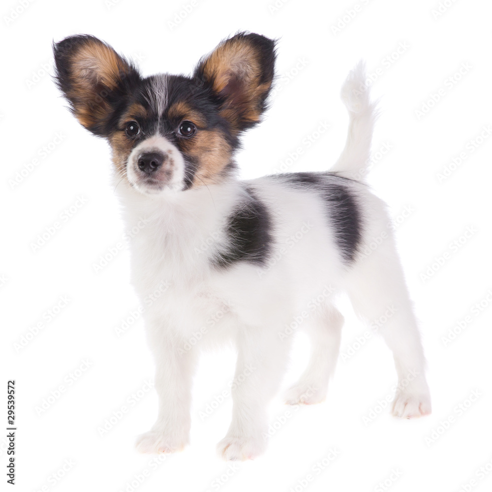Puppy Papillon