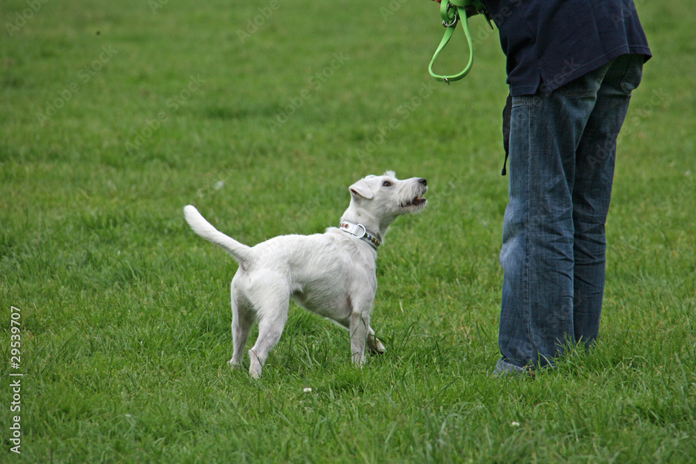 Terrier beim Training in einer Hundeschule