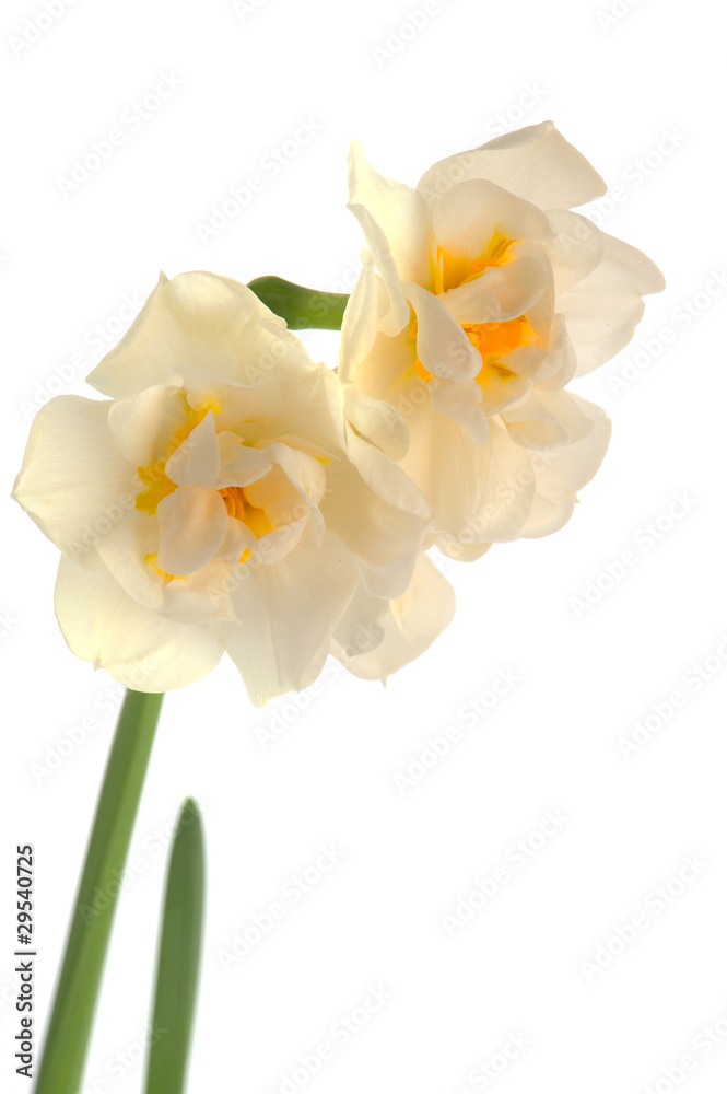 Obraz premium White Daffodil