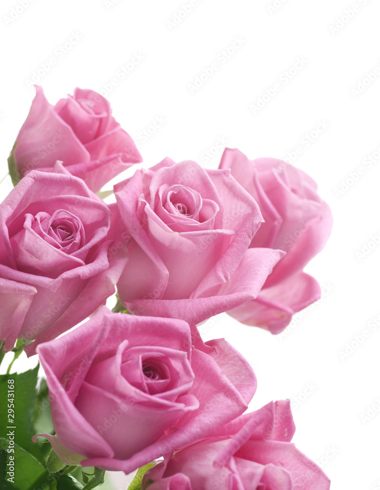 Roses border over white Roses border over white