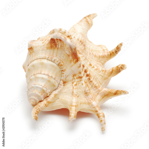 shell