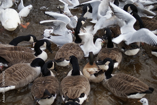 Flock of Canada Geese and Common Gull